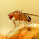 Illustration for article titled ‘Huh, That’s Kind Of Weird,’ Thinks Fruit Fly Diving In To Dish Of Honey Containing Corpses Of 15 Other Fruit Flies